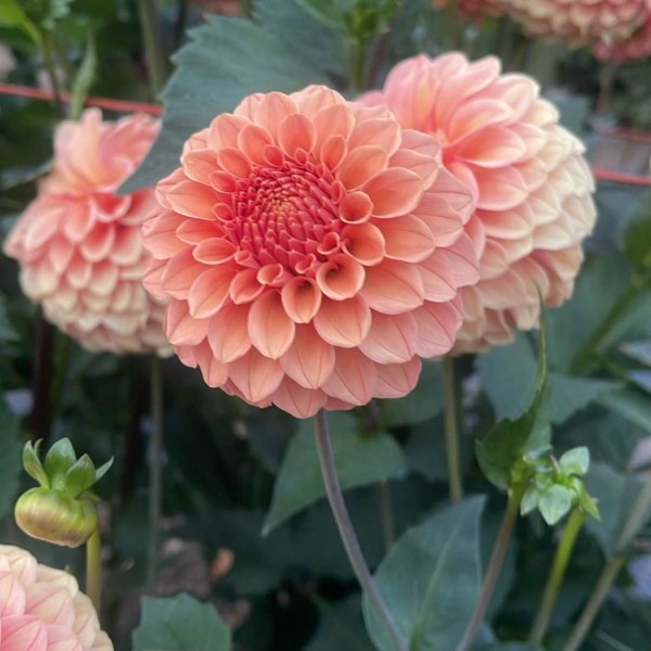 Rose Toscano
